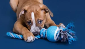 Đồ Chơi Pet Tự Làm Tại Nhà