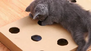Đồ Chơi Pet Tự Làm Tại Nhà